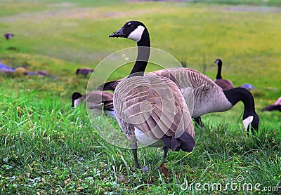 Canadian Goose walking Geese in grass Stock Photo