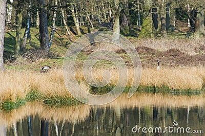 Canadian gooses in nature Stock Photo