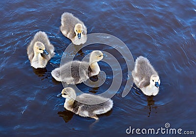 Canadian Goslings Swimming Stock Photo