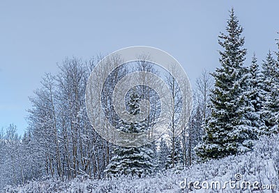 Canadian Wilderness - Snow Covered Stock Photo