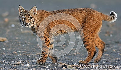 Canadian Lynx Stock Photo