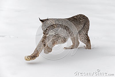 Canadian Lynx Lynx canadensis Pounces in Snow Winter Stock Photo