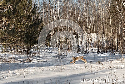 Canadian Lynx Lynx canadensis Bounds Left Through Snow Stock Photo