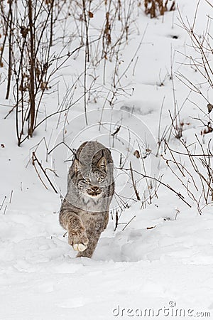 Canadian Lynx Lynx canadensis Steps Forward Out of Weeds Winter Stock Photo