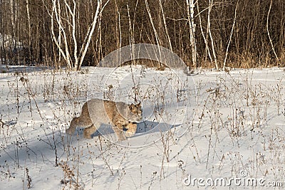 Canadian Lynx Lynx canadensis Walks Right Through Snow Stock Photo