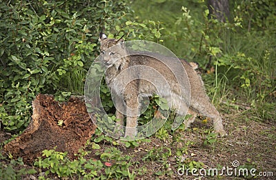 Canadian Lynx striking a pose in front of large stump Stock Photo