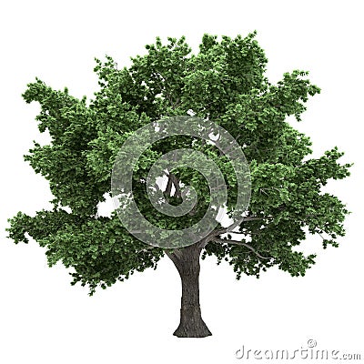 Canadian Maple Tree Isolated Stock Photo