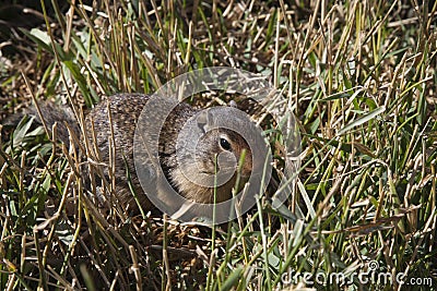 Canadian prairie dog Stock Photo