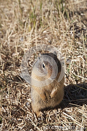 Canadian prairie dog Stock Photo