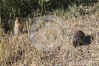 Canadian prairie dogs Stock Photo