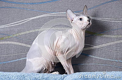 Canadian Sphynx cat Stock Photo