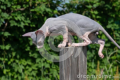 Canadian Sphynx Cat of blue and white color has jumped on pole and is looking down to jump off Stock Photo