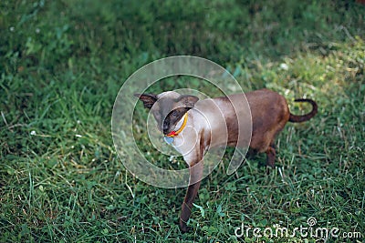 The Canadian Sphynx walks on the grass in sunny weather. View of the naked cat for a walk. Stock Photo