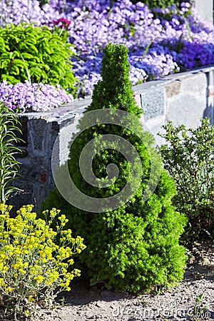 Canadian spruce conic, beautiful green tree close-up Stock Photo