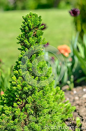 Canadian spruce conic, beautiful green tree close-up Stock Photo