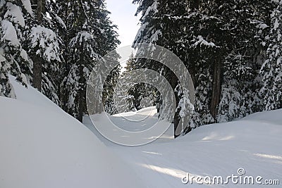 Canadian winter long path snow admire landscapes Stock Photo