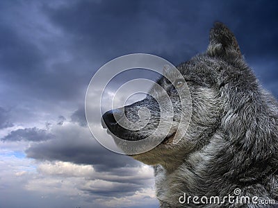 Canadian Wolf Stock Photo