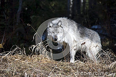 Canadian Wolf Stock Photo