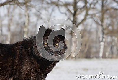 Canadian wolf against forest background Stock Photo