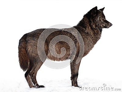 Canadian wolf standing in snow isolated on white background Stock Photo