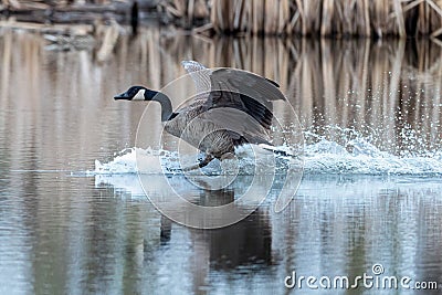 Canadien Goose coming to splashing landing in a marshy pond Stock Photo