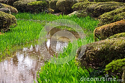 Canal Japanese green Kanazawa garden , green grass in small canal, both side of river along with many green moss stones ,the trees Stock Photo