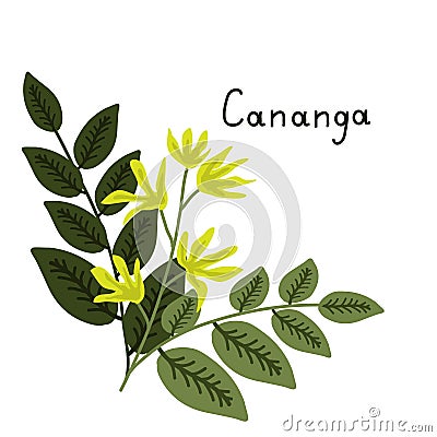 Cananga odorata illustration Vector Illustration