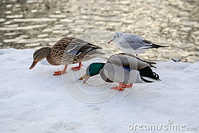 Canards au bord du lac de versailles Stock Photo