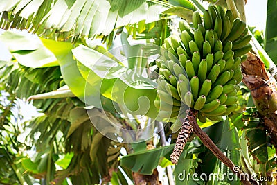 Canarian Banana plantation Platano in La Palma Stock Photo