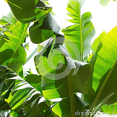 Canarian Banana plantation Platano in La Palma Stock Photo