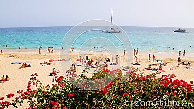 Canarian flowers in Playa del Matorral - an exotic beach in Morro Jable, Fuerteventura, Canary Islands, Spain Editorial Stock Photo