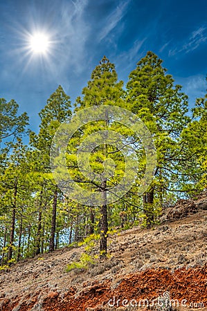 Canarian pines, pinus canariensis in the Corona Forestal Nature Stock Photo