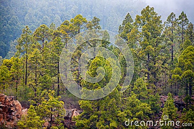 Canarian pines, pinus canariensis in the Corona Forestal Nature Park, Tenerife, Canary Islands Stock Photo