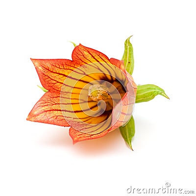 Canarina canariensis Stock Photo