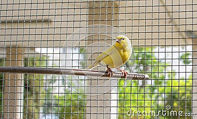 Canary bird inside a cage of steel wires perched on a wooden stick Stock Photo