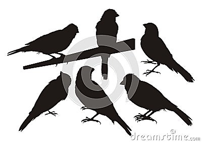 Canary bird silhouettes Vector Illustration