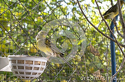 Canary birds inside a big cage made of steel wires Stock Photo