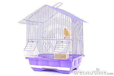 Canary in the Cage Stock Photo