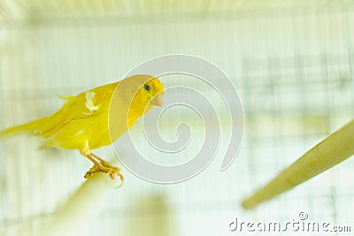 Canary in the cage Stock Photo