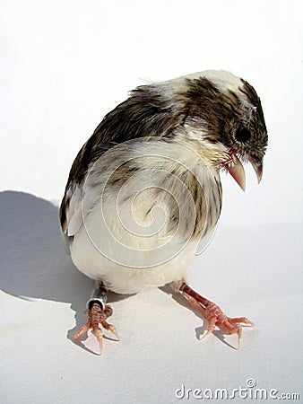 Canary frontal close-up Stock Photo