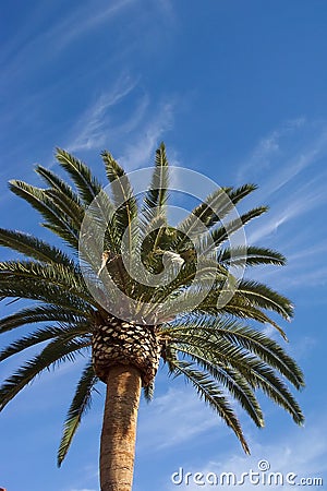 Canary Island Date Palm Stock Photo