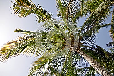 Canary Island date palm Stock Photo