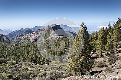 Canary Island pine forest, Pinus canariensis, in Nublo Rural Park Stock Photo