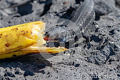 Canary island wall lizard Stock Photo