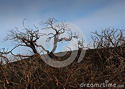 Canary natur Stock Photo