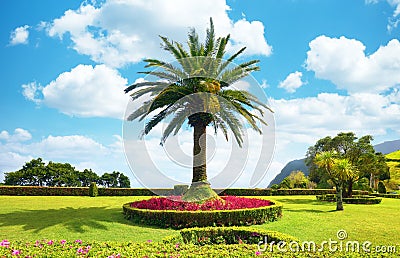 Canary palm in the garden of the Miradouro of Ponta do Sossego on the island of Sao Miguel in the Azores archipelago Stock Photo