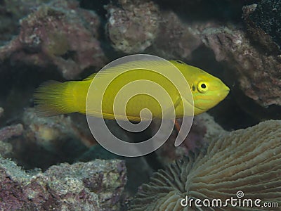 Canary wrasse Stock Photo