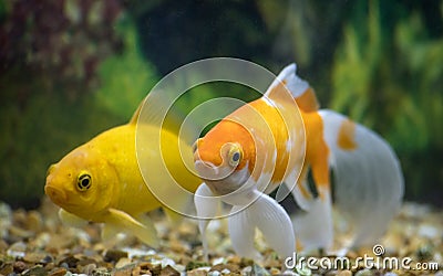 Canary Yellow Goldfish and Orange and White Goldfish in the Water Stock Photo