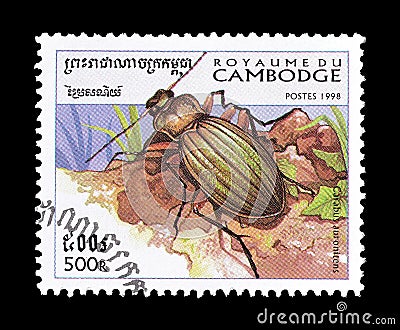 Beetles on postage stamps Editorial Stock Photo