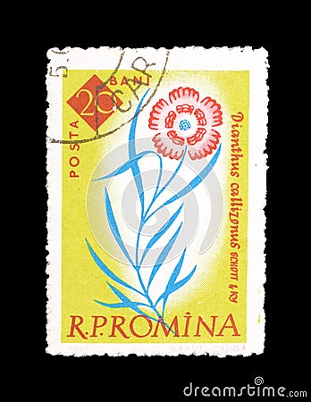 Cancelled postage stamp printed by Romania, that shows Dianthus callizonus flower Editorial Stock Photo